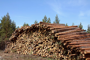 Image showing Stack of wooden logs in pine forest