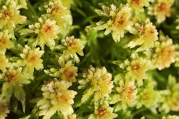 Image showing Plant background of Sphagnum moss