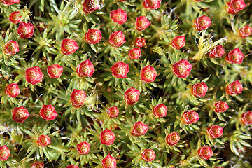 Image showing Polytrichum juniperinum, male