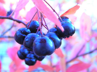 Image showing Poison berries