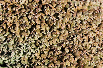 Image showing Plant texture of Cladonia strepsilis lichen