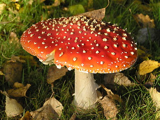Image showing Poison mushroom
