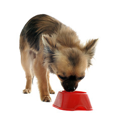 Image showing puppy chihuahua and food bowl