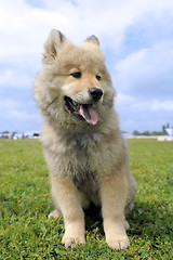 Image showing eurasier puppy