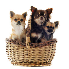 Image showing three chihuahua in a basket