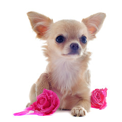 Image showing puppy chihuahua and flower