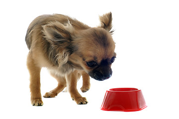 Image showing puppy chihuahua and food bowl