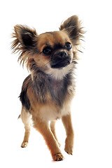 Image showing puppy chihuahua