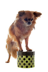 Image showing chihuahua and box