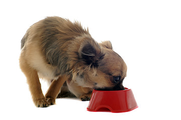 Image showing puppy chihuahua and food bowl