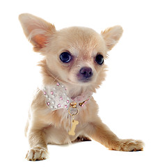 Image showing puppy chihuahua