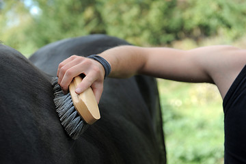 Image showing brushing an horse