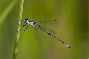 Image showing Closeup of a dragonfly