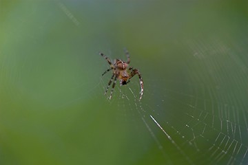 Image showing Closeup of a cross spider