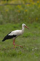 Image showing White stork