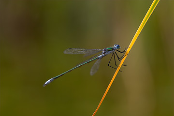 Image showing Dragonfly