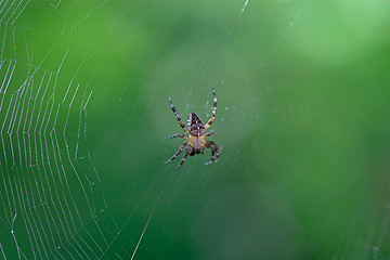 Image showing Cross spider