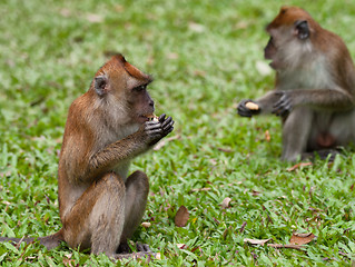 Image showing macaque monkey