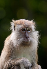 Image showing macaque monkey