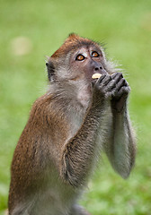 Image showing macaque monkey