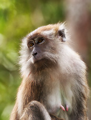 Image showing macaque monkey