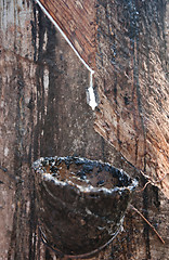 Image showing bowl collecting from rubber trees