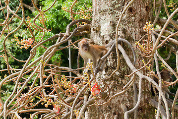 Image showing macaque monkey