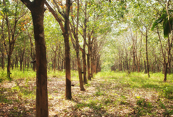 Image showing rubber tree plantation