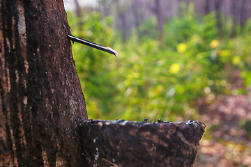 Image showing bowl collecting from rubber trees