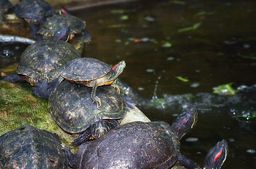 Image showing tortoises on waters edge