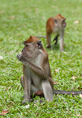 Image showing macaque monkey