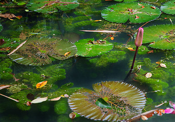 Image showing lilypads in pond