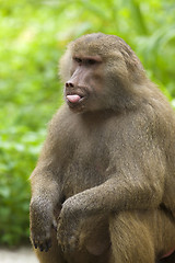 Image showing Baboon