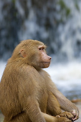 Image showing Baboon