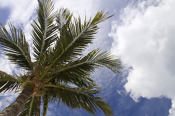 Image showing Underside of Palm Tree