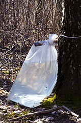 Image showing Birch tree sap drink flow to polyethylene bag 