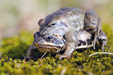 Image showing frogs make love. Frog mating time in spring. 