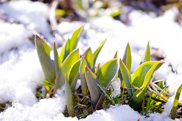 Image showing Tulip leaves between melting snow in spring 