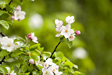 Image showing apple blossom