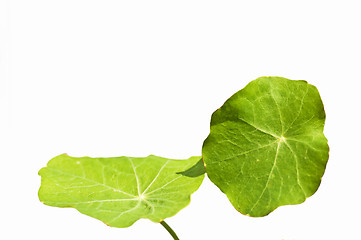 Image showing nasturtium leaves