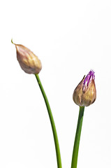 Image showing chive blooming