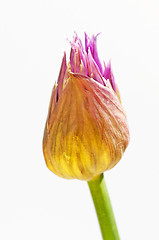 Image showing chive blooming