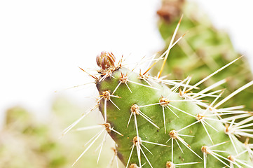 Image showing cactus, Opuntia rhodantia