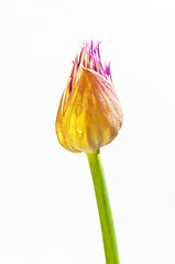 Image showing chive blooming