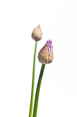 Image showing chive blooming