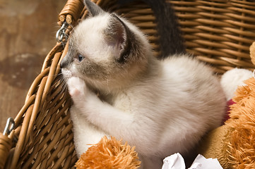Image showing Adorable small kitten in wicker basket 