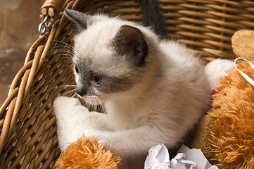 Image showing Adorable small kitten in wicker basket 