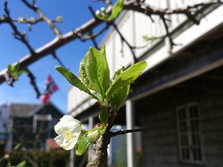 Image showing Spring Plum Flower