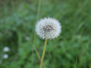 Image showing Dandelion flower