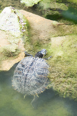 Image showing Turtle crawling out of water